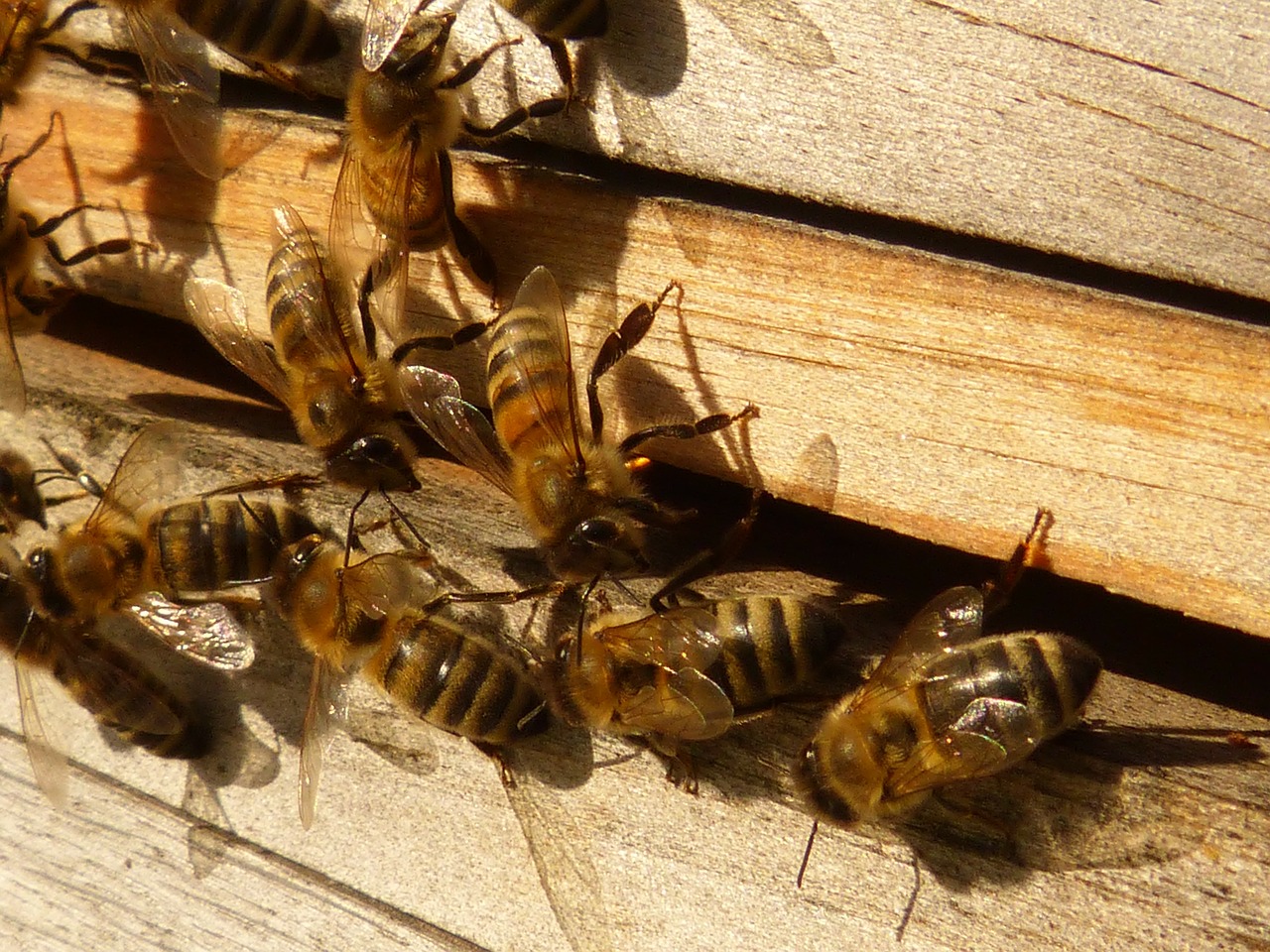 Smart City für Bienen